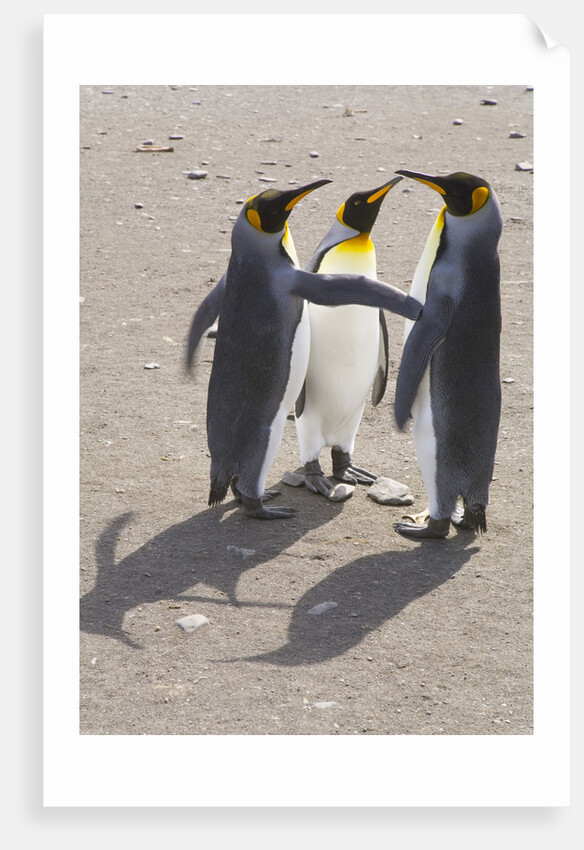 King Penguins Interacting on Beach by Anonymous