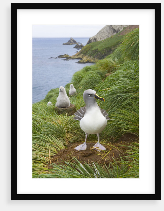 Grey-Headed Albatross with Chicks by Anonymous