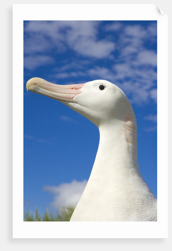 Wandering Albatross by Anonymous