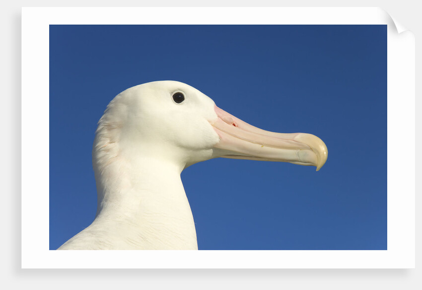 Wandering Albatross by Anonymous