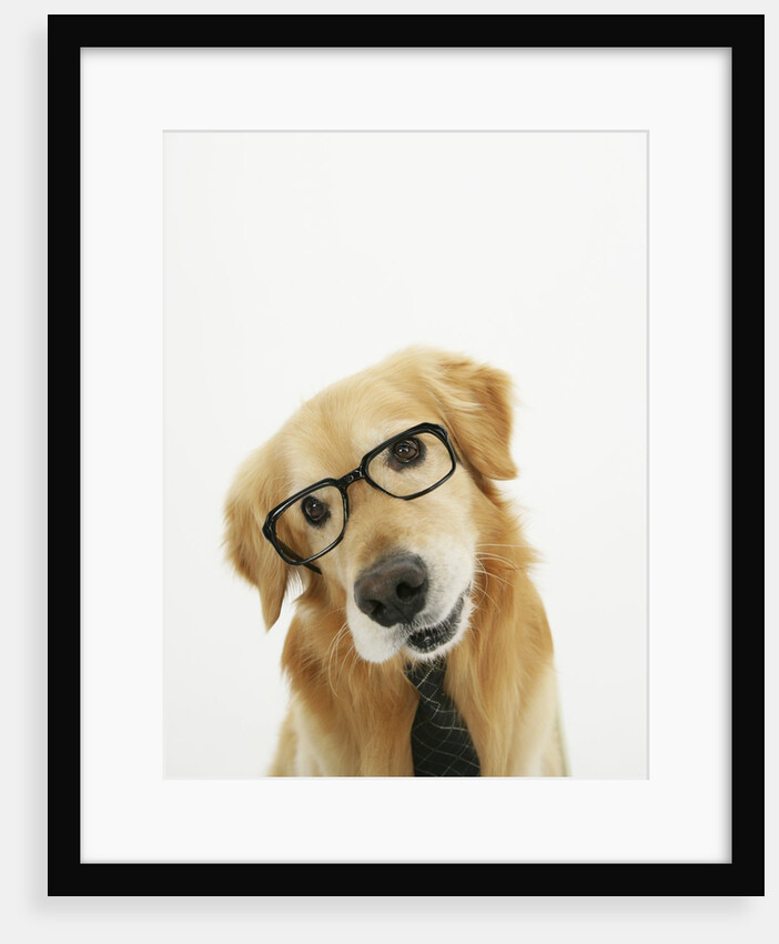 Golden Retriever Wearing Eyeglasses and Necktie by Corbis