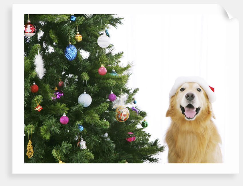 Golden Retriever by Christmas Tree