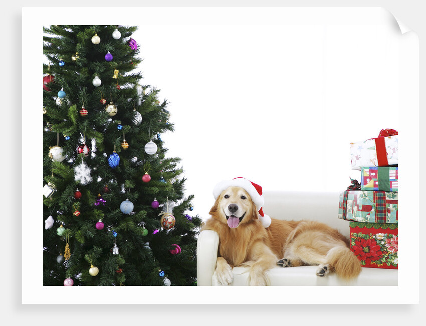 Golden Retriever by Christmas Tree