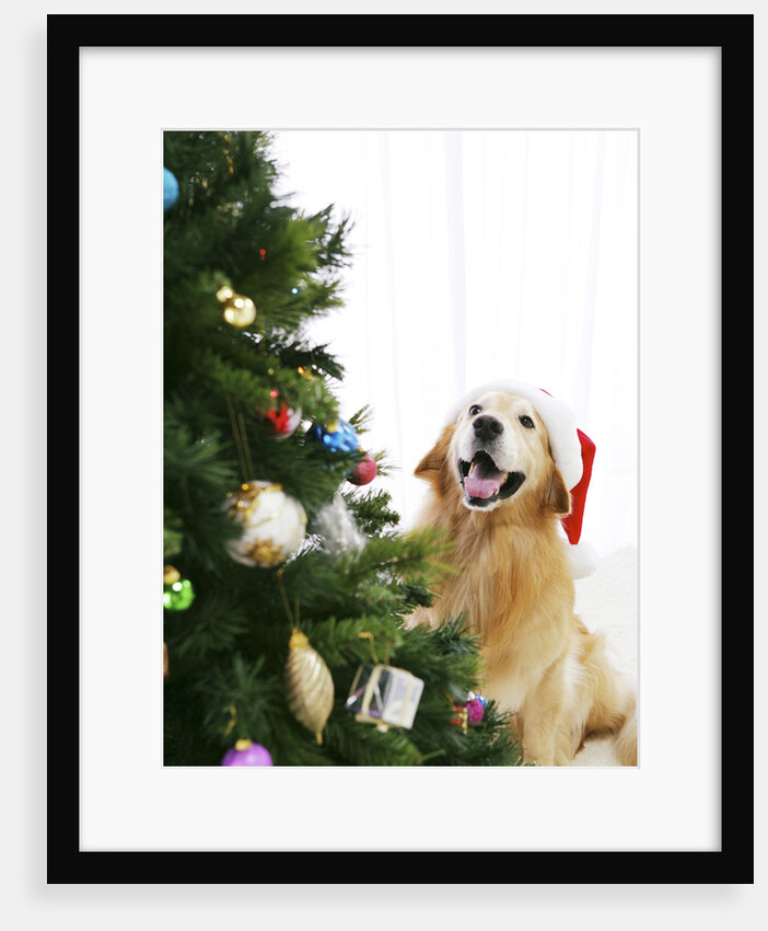 Golden Retriever by Christmas Tree