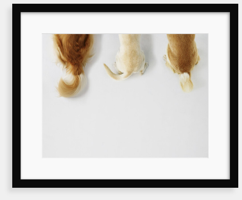 Dogs Wagging Tails by Anonymous