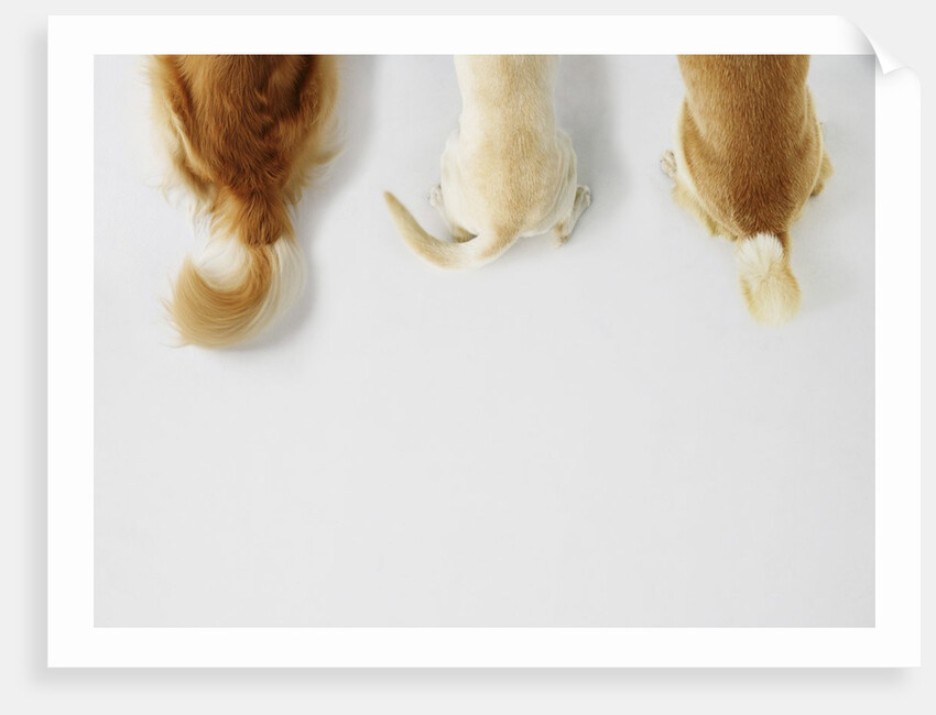 Dogs Wagging Tails by Anonymous