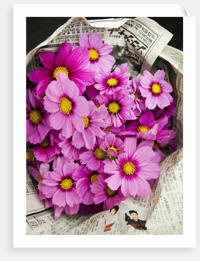 Bouquet of Cosmos Flowers by Anonymous