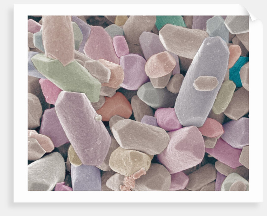 Otoliths from the Inner Ear of a Rabbit by Anonymous