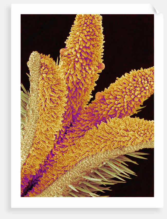 Pistil of a Geranium Flower by Anonymous