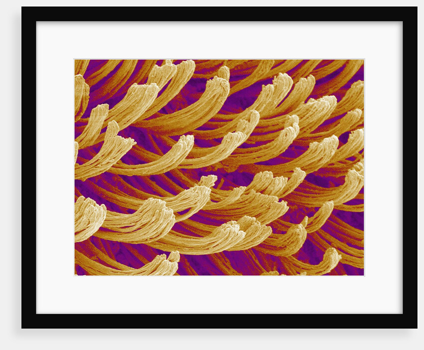 Setae on Gecko Foot by Anonymous