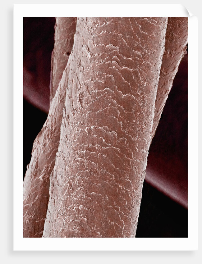 Human Hair by Anonymous