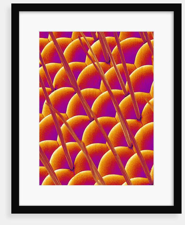 Compound Eye of a Flower Fly by Anonymous
