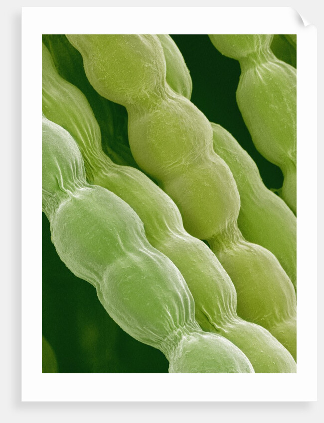 Hairs on Petal of a Periwinkle by Anonymous