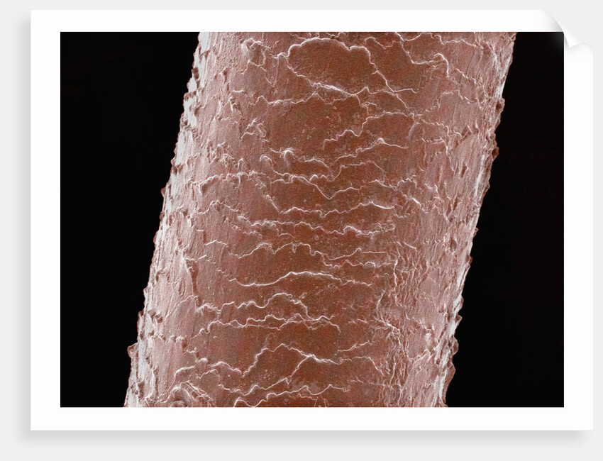 Human Hair by Anonymous