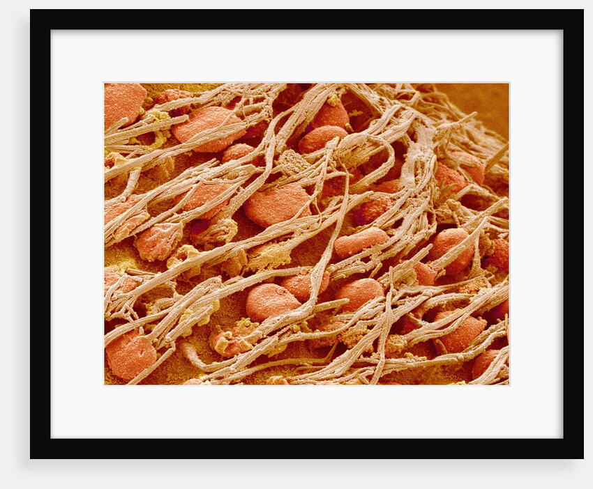 Cilia of the Inner Ear of a Rabbit by Anonymous