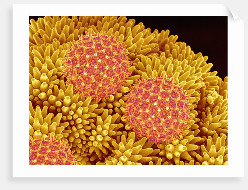 Pollen on Morning Glory Pistil by Anonymous