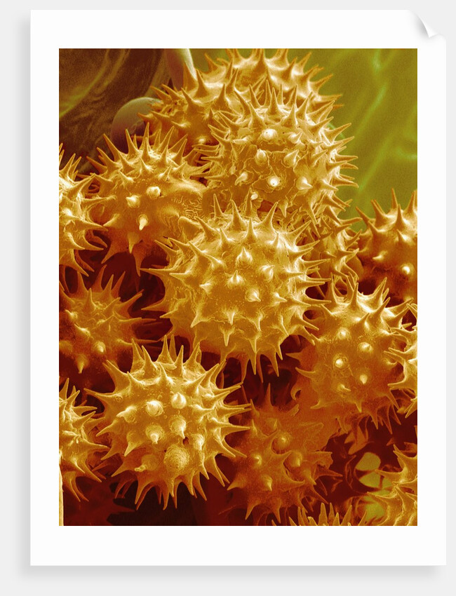Sunflower Pollen by Anonymous