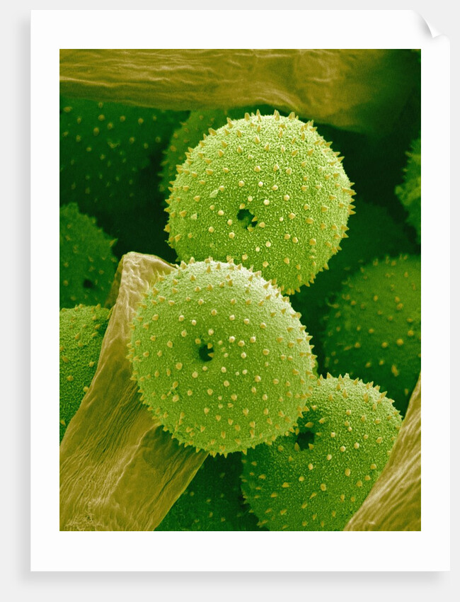 Lady Bell Plant Pollen by Anonymous