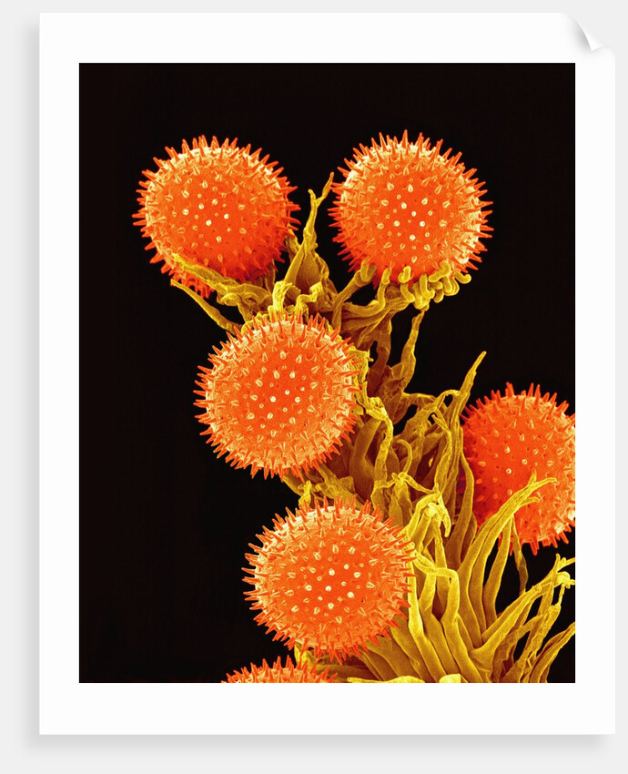 Pollen on Pistil of a Mallow Plant by Anonymous
