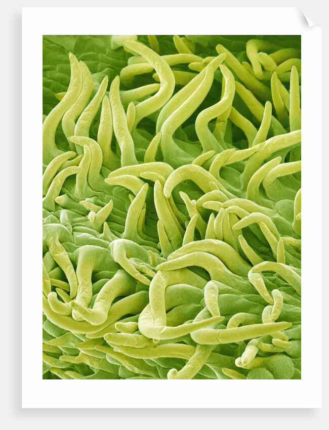 Filament of a Pieris Flower by Anonymous