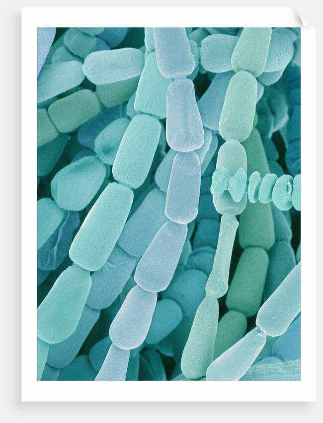 Filament of a Spider Lily Flower by Anonymous