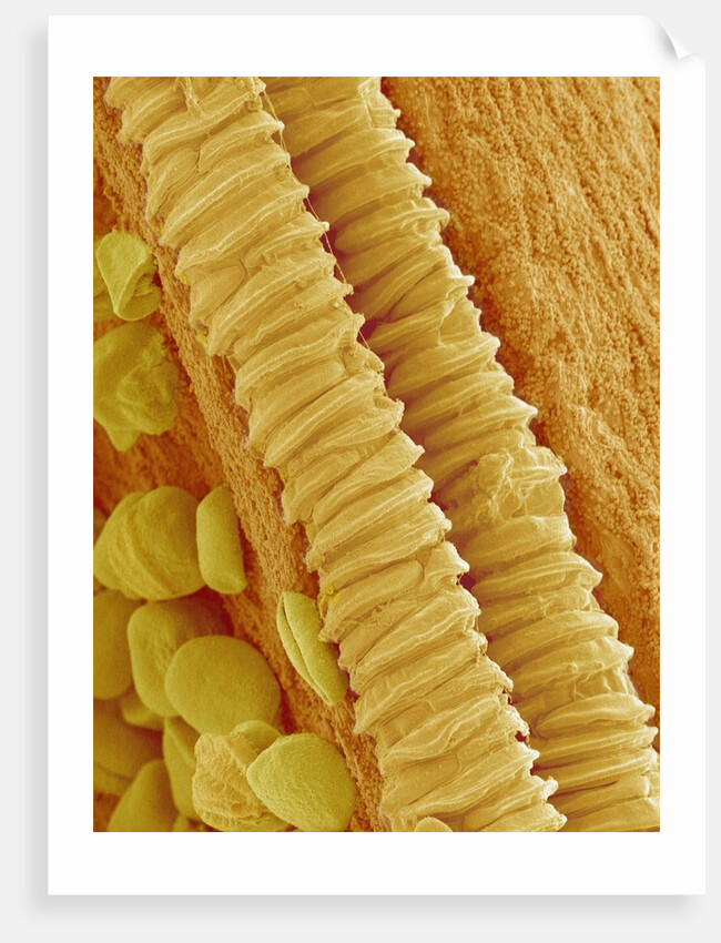 Gladiolus Pollen in Anther by Anonymous