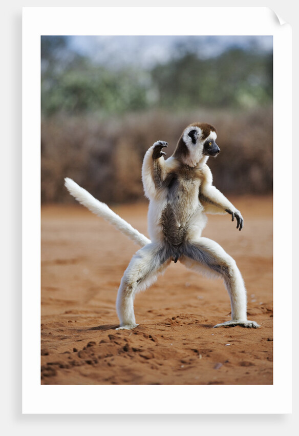 Verreaux's Sifaka by Anonymous
