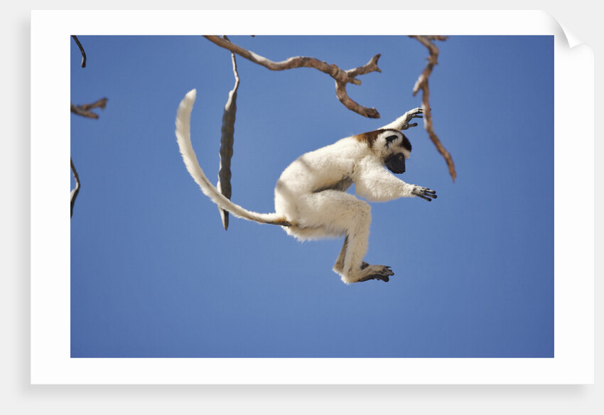 Verreaux's Sifaka Leaping From Tree by Anonymous
