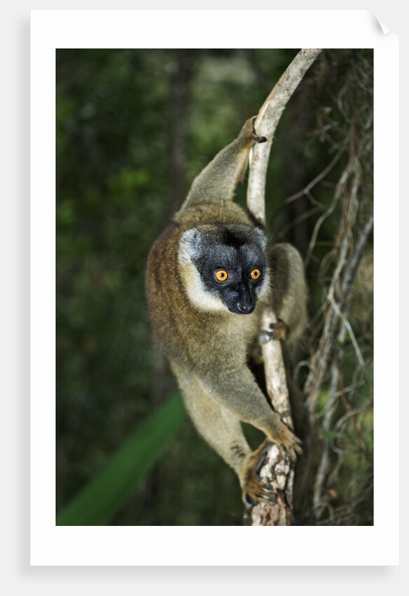 Common Brown Lemur by Anonymous