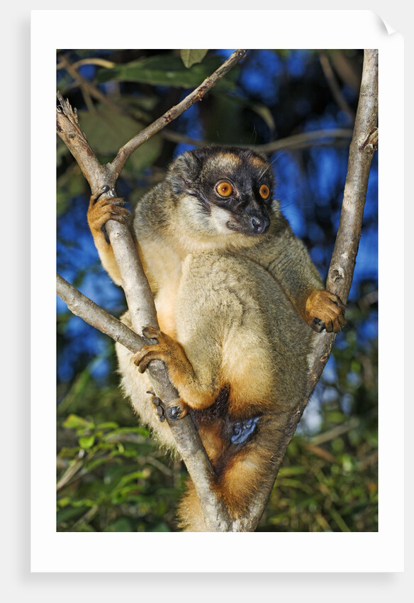 Common Brown Lemur by Anonymous