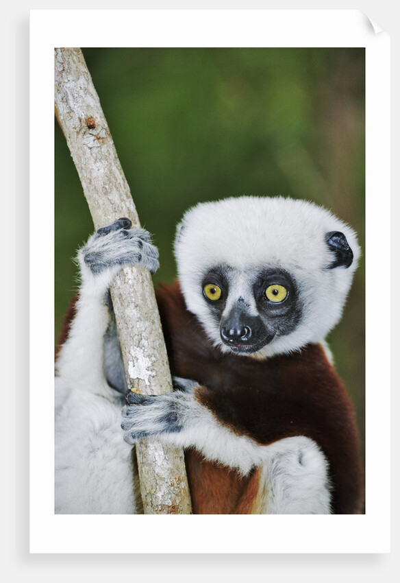 Coquerel's Sifaka by Anonymous