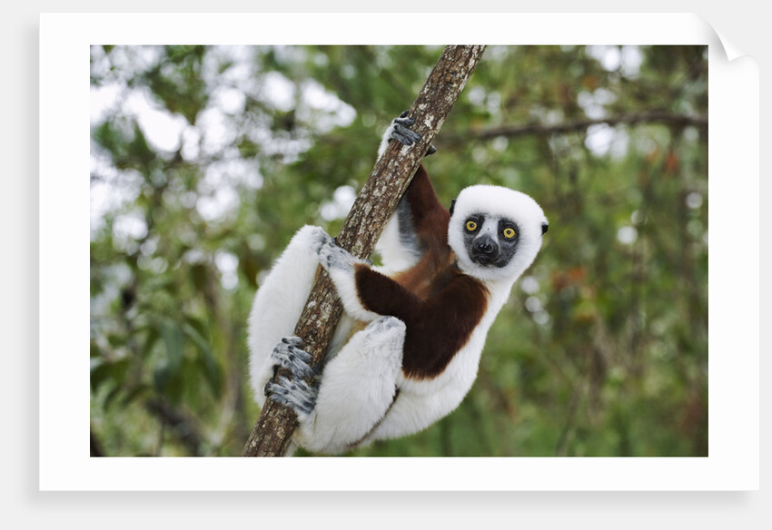 Coquerel's Sifaka by Anonymous