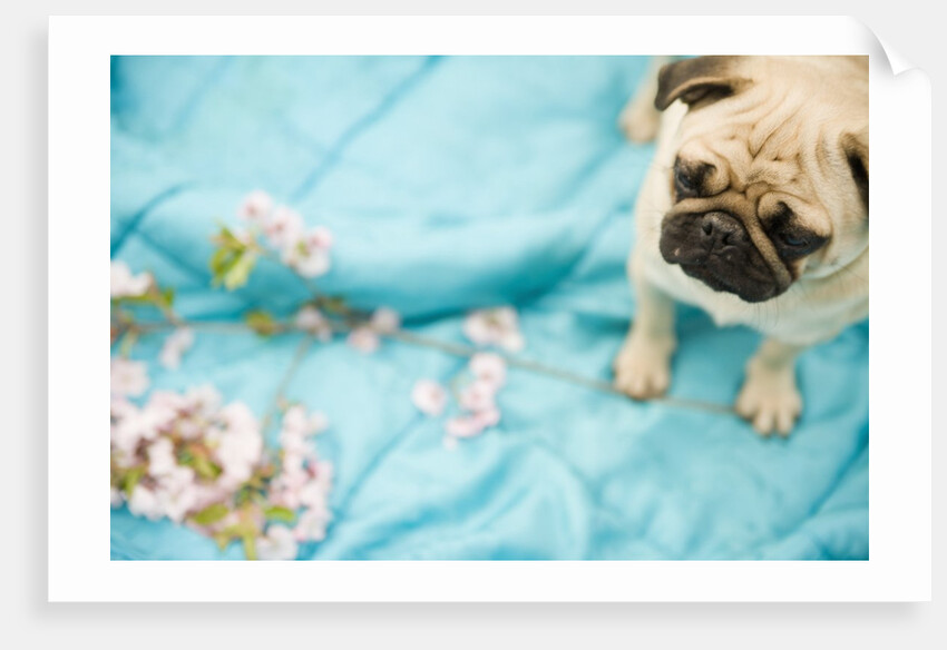Pug on a Turquoise Blanket by Anonymous