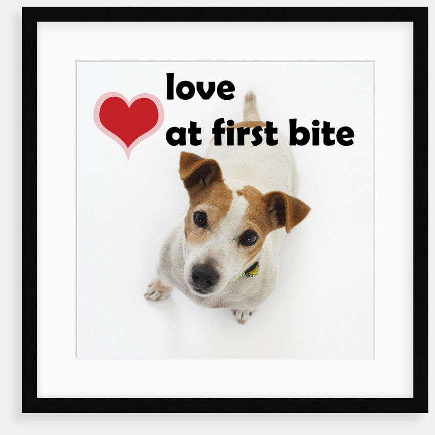 Love at First Bite by Anonymous