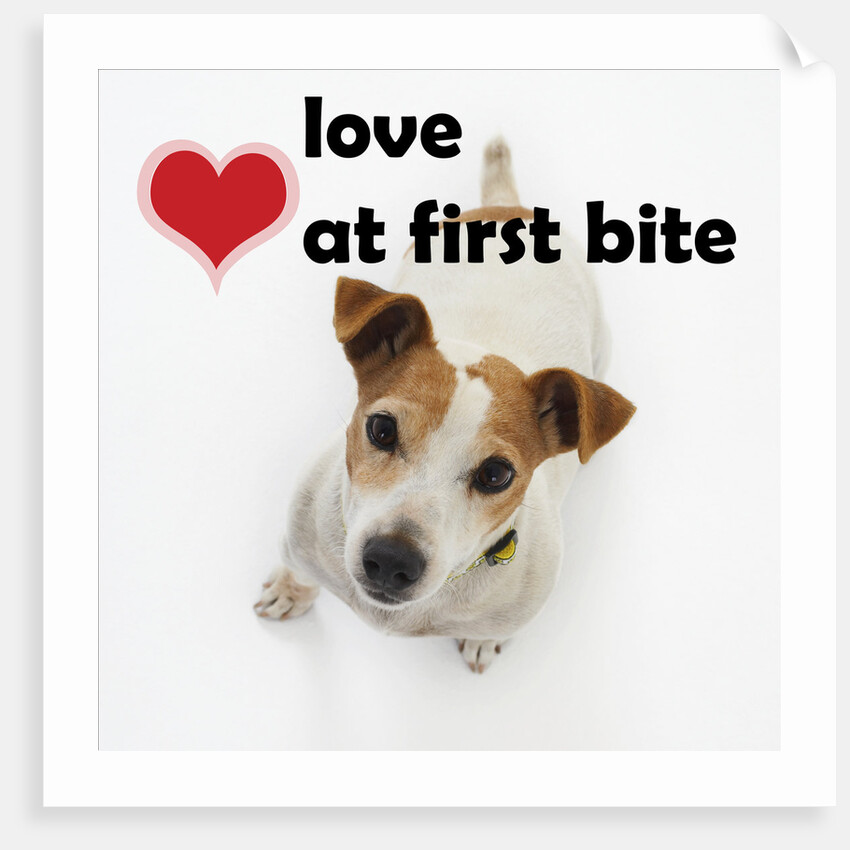 Love at First Bite by Anonymous