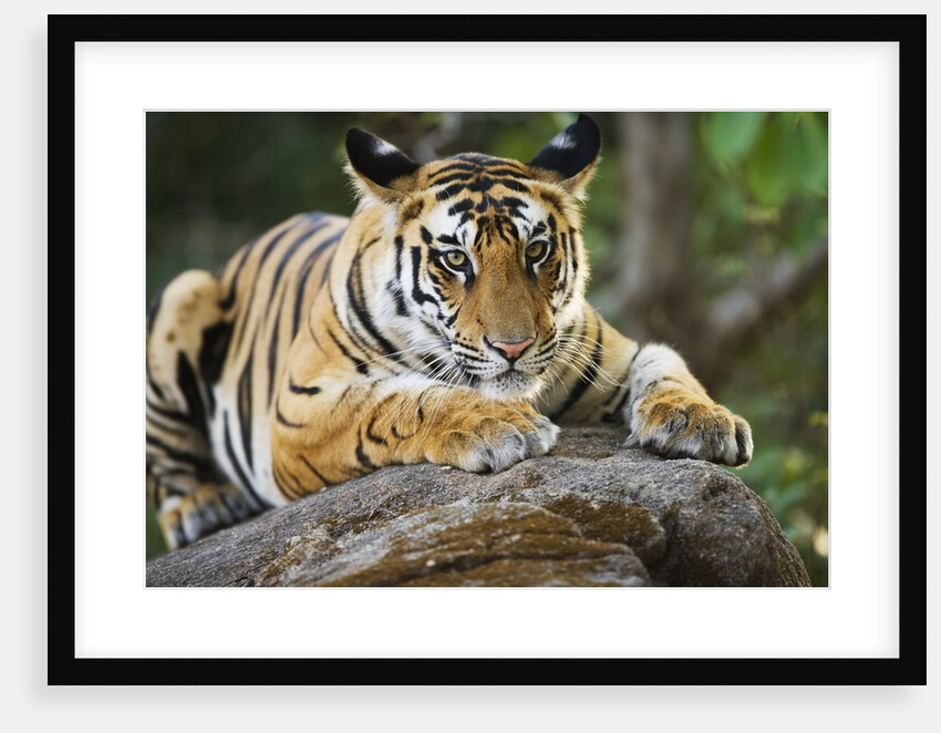 Bengal Tiger Cub Lying on Rock by Anonymous
