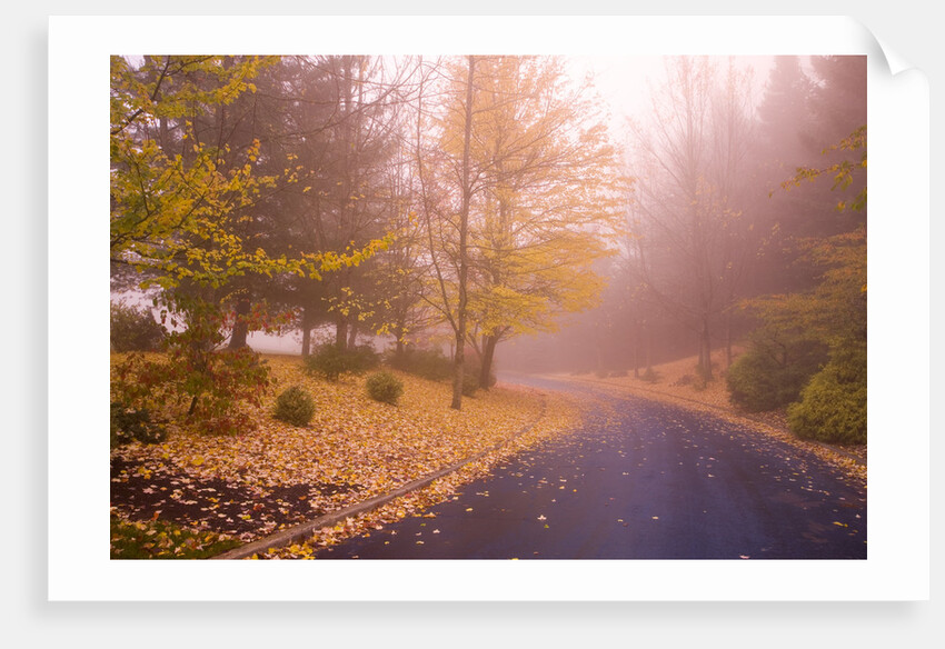 Fall Colors Along Country Road by Anonymous