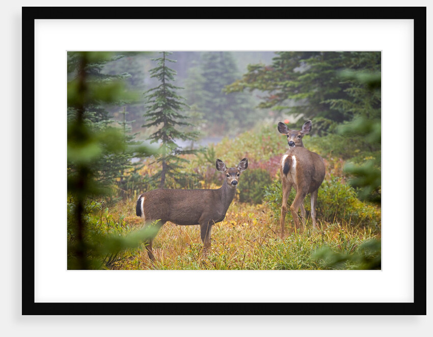 Deer Among the Blueberry Bushes by Anonymous