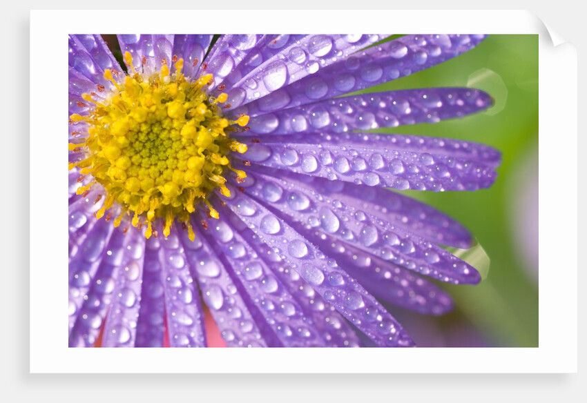 Dewdrops on Flowers by Anonymous