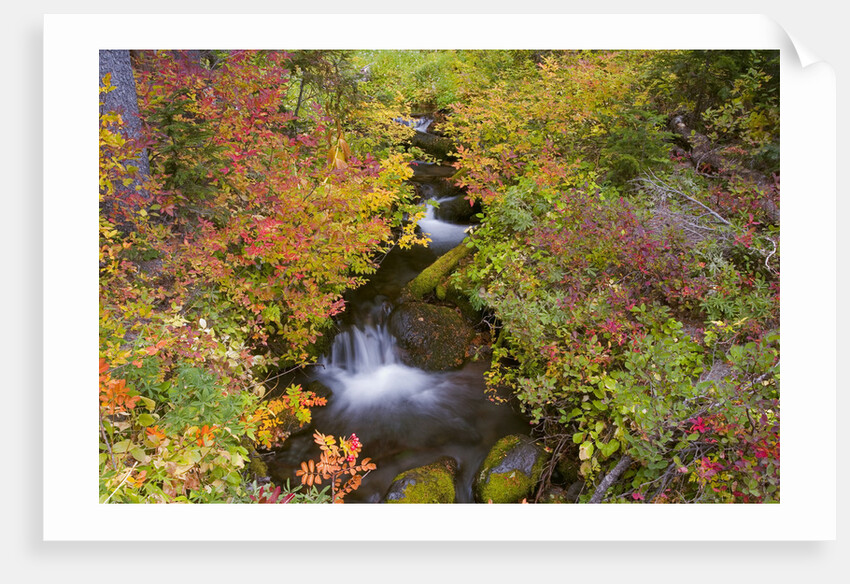 Fall Colors Along Creek by Anonymous