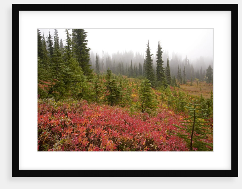 Fall Colors and Evergreen Trees in the Fog by Anonymous