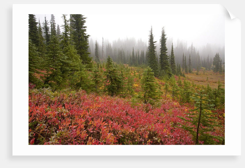 Fall Colors and Evergreen Trees in the Fog by Anonymous
