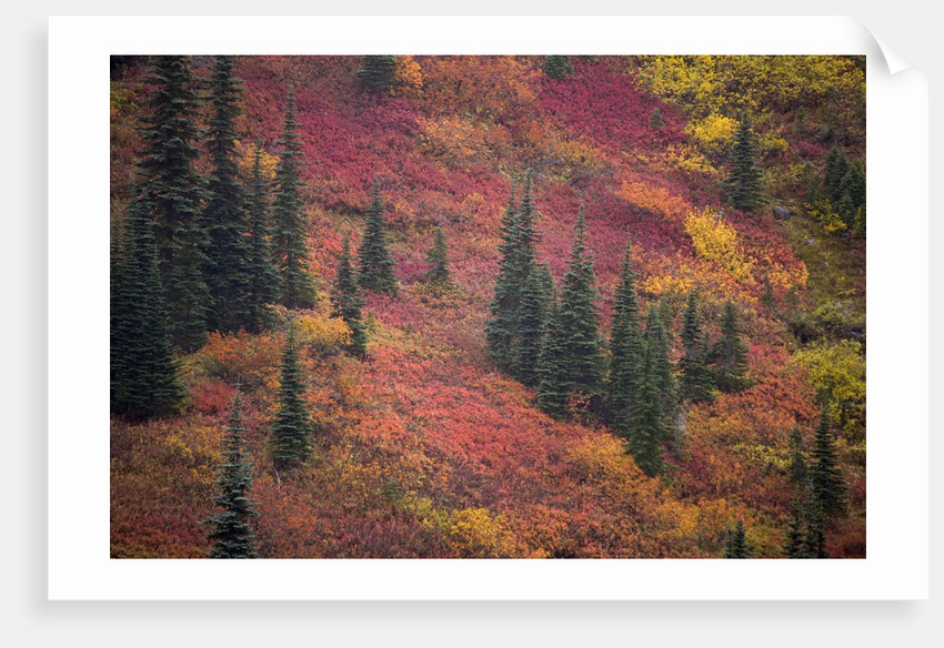 Fall Colors and Evergreen Trees by Anonymous