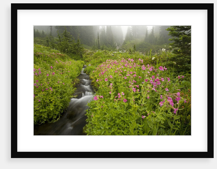 Monkey Flowers Along Paradise Creek by Anonymous