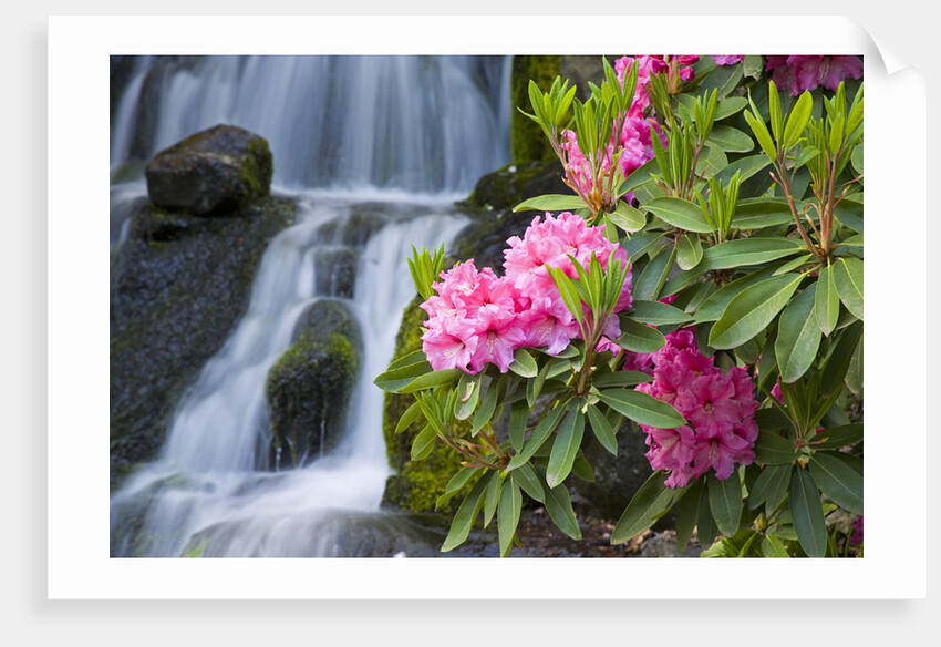 Rhododendrons Beside a Water Fall by Anonymous