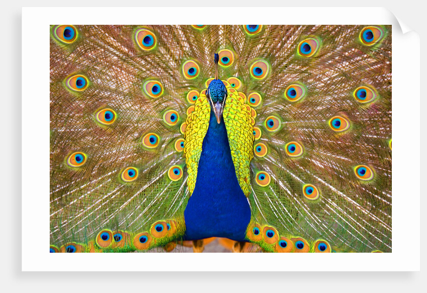Peacock by Anonymous