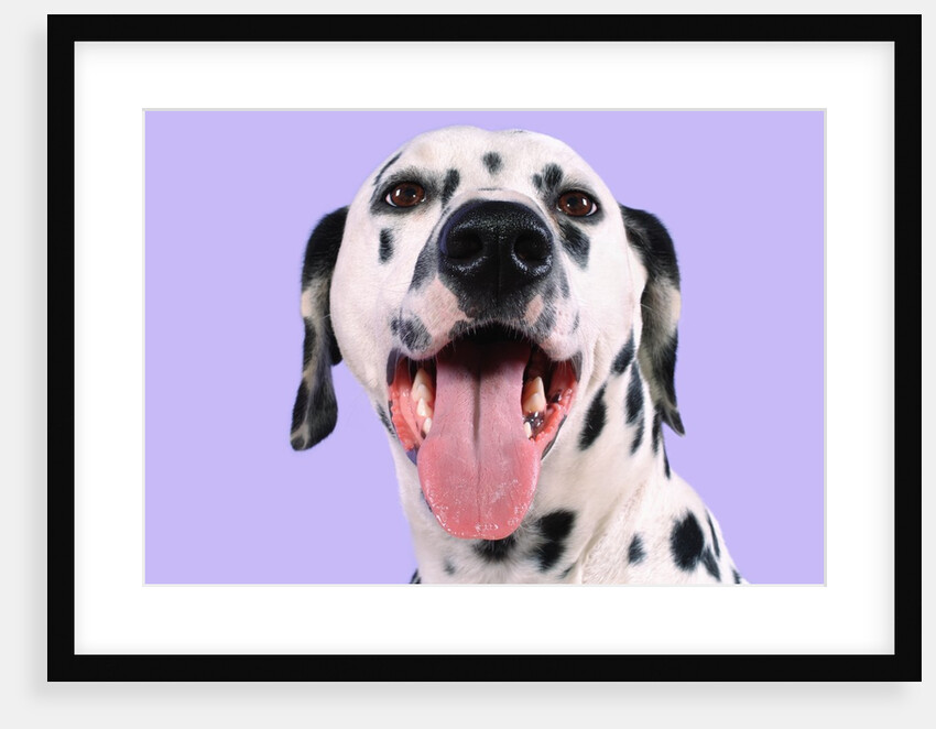 Dalmatian by Anonymous