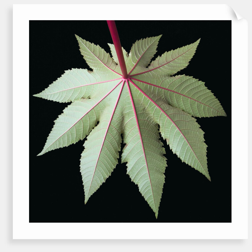 Leaf and Stem by Anonymous