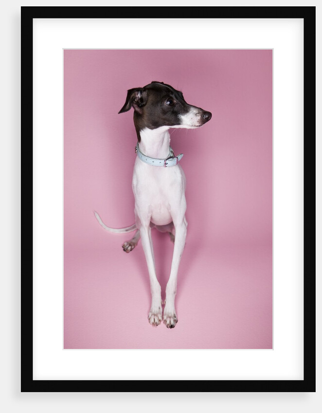 Italian Greyhound by Anonymous