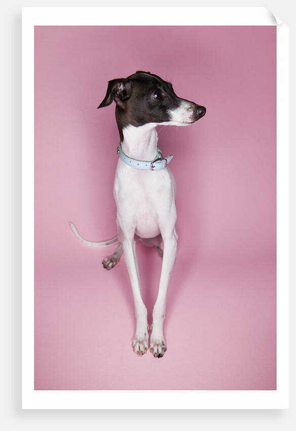 Italian Greyhound by Anonymous